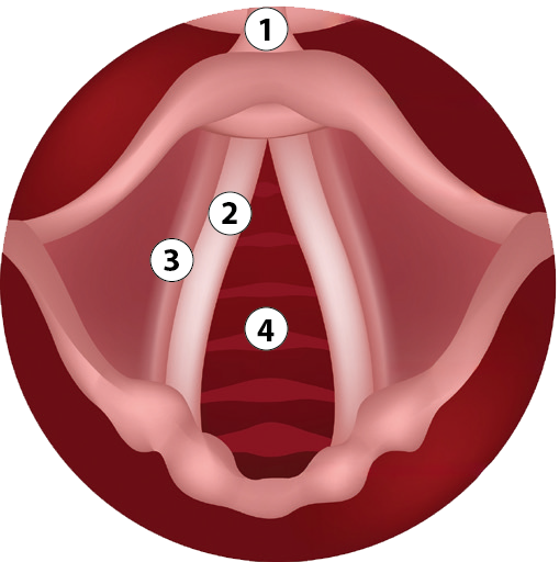 Stimmlippen offen